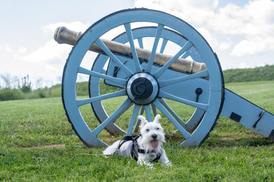 George, the mini schnauzer, lays in front of a cannon at Valley Forge.