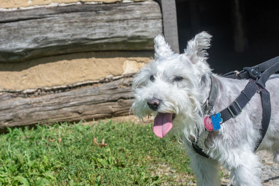 George, the mini schnauzer, stands in front of a log cabin at Valley Forge.