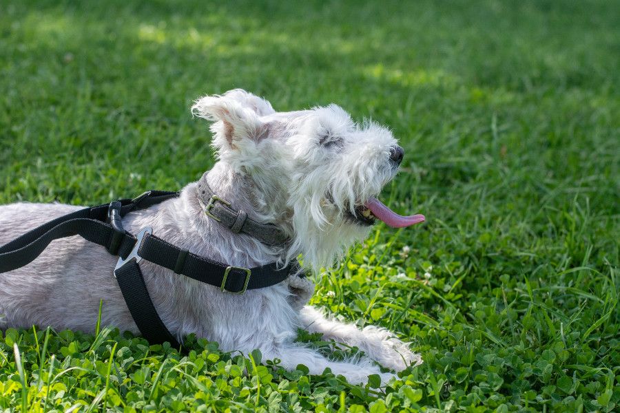 George, the mini schnauzer, enjoys a rest at Valley Forge.