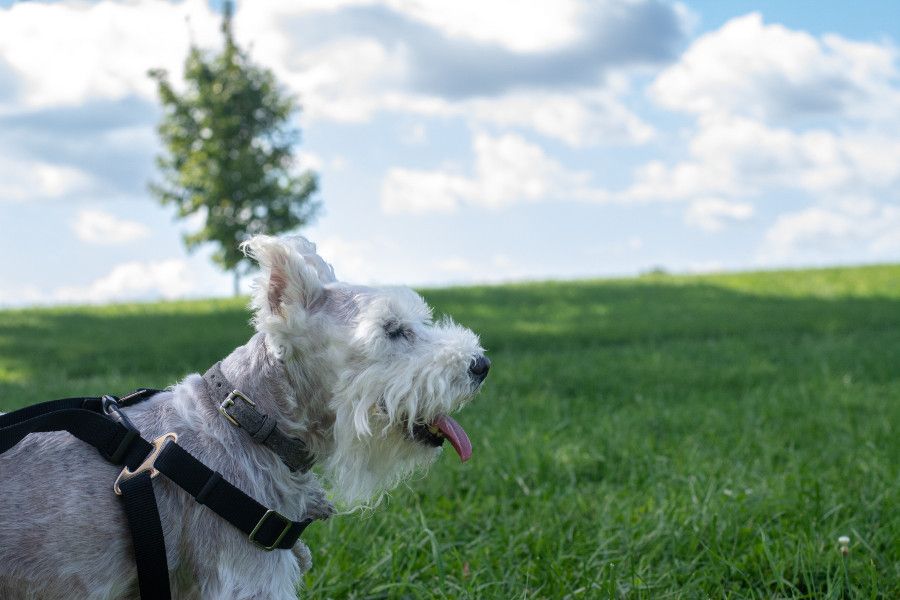 George, the mini schnauzer, surveys at Valley Forge.