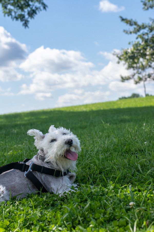 George, the mini schnauzer, enjoys a rest at Valley Forge.