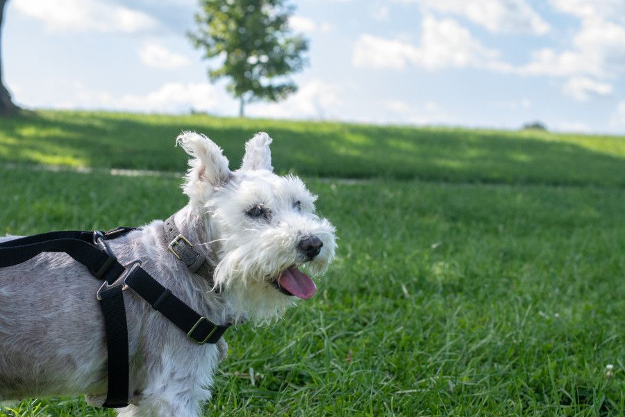 George, the mini schnauzer, looks out over Valley Forge.