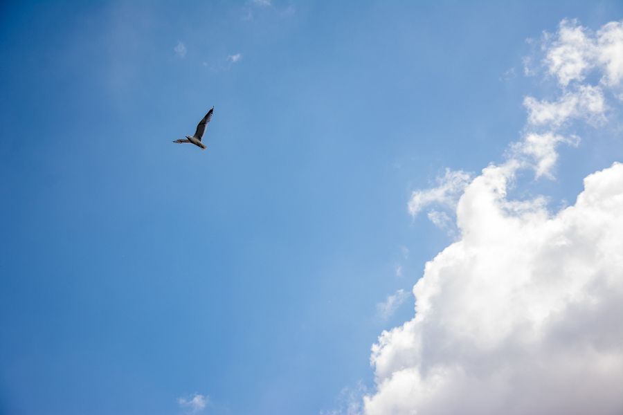 Seagull flying over Port of Hamburg in Germany.