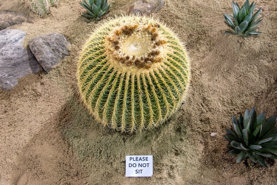 A cactus at the Philadelphia Flower Show 2018.