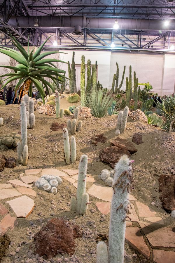 Desert exhibit at the Philadelphia Flower Show 2018.