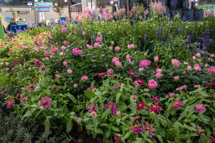 Flowers at the Philadelphia Flower Show 2018.