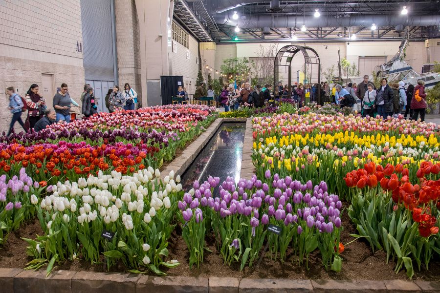 Tulips of all colors on display at the Philadelphia Flower Show 2018.