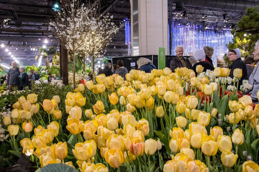 Yellow tulips at the Philadelphia Flower Show 2018.