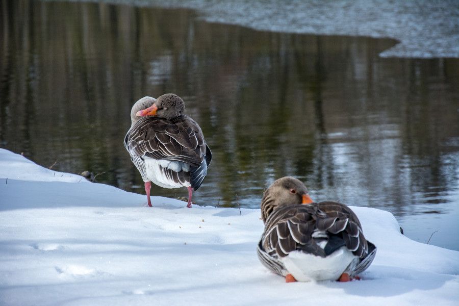 Not only humans want to keep warm! Ducks take a nap in the snow at Nymphenburg Park in Munich, Germany.