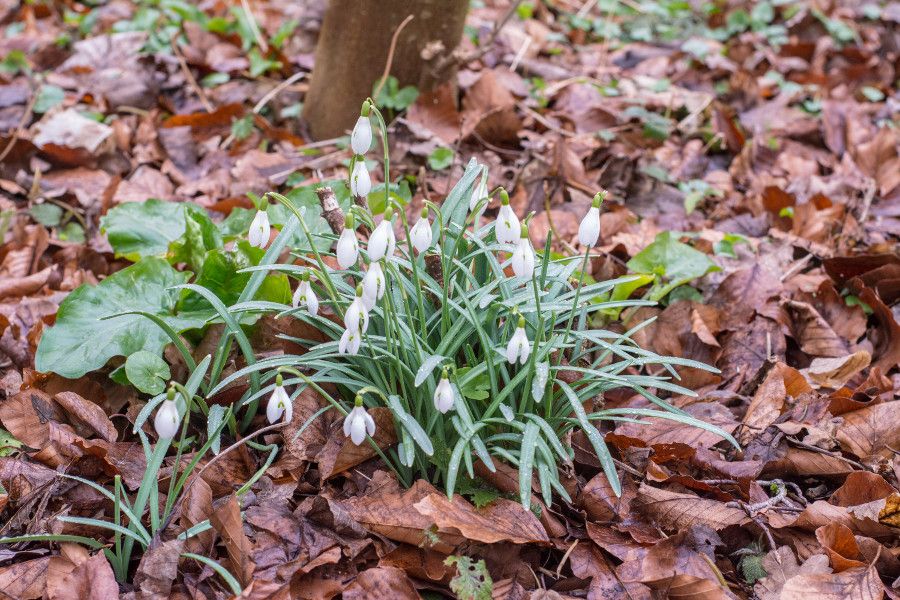 Flowers emerging as spring approaches in Munich, Germany.