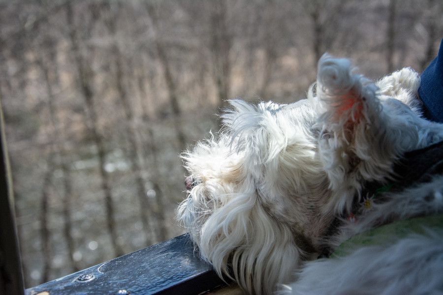 Enjoying the view on the dog friendly Lehigh Gorge Scenic Railway.