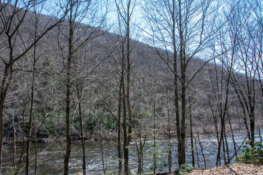 View of trees and Lehigh River from the Lehigh Gorge Scenic Railway.