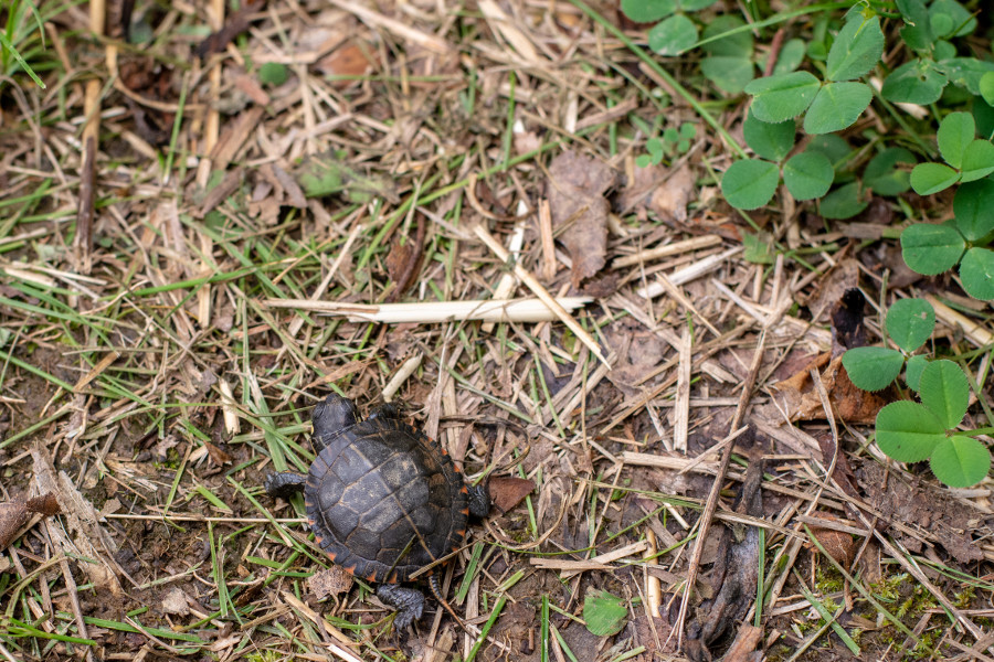 A baby painted turtle at Mt. Cuba Center in Delaware.