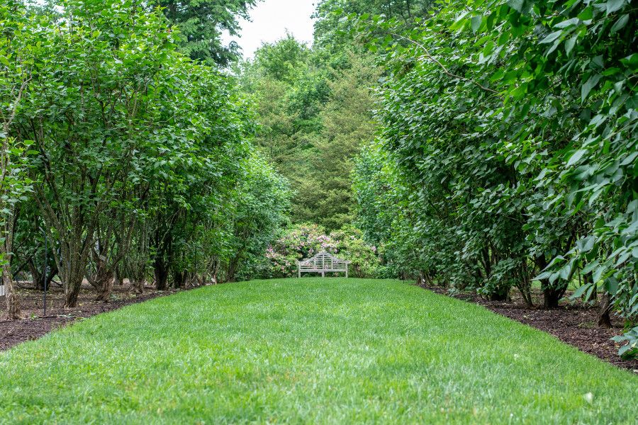 A bench at the end of a row of Rose of Sharon bushes at Mt. Cuba Center in Delaware.