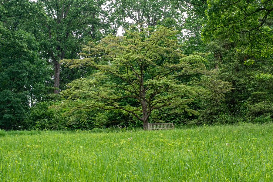 A bench under a tree at Mt. Cuba Center in Delaware.