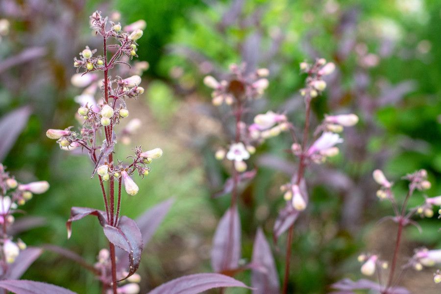 Close up of flowers at Mt. Cuba Center in Delaware.