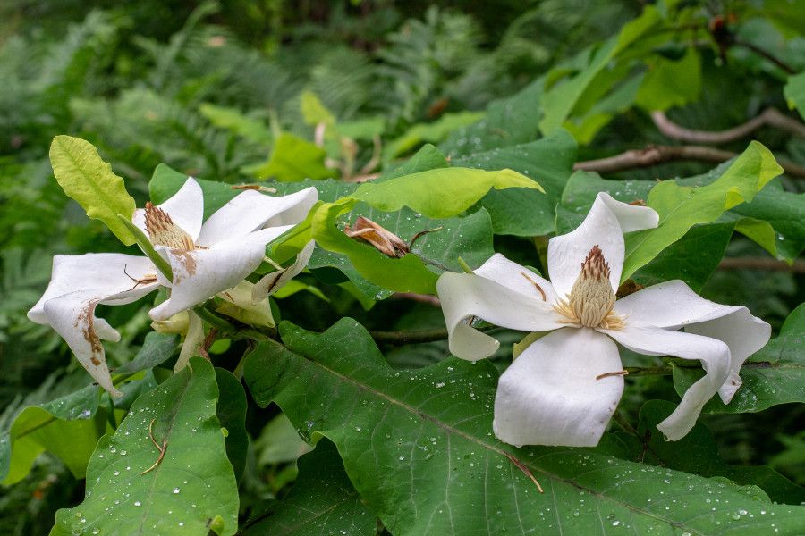 Close up of two white flowers at Mt. Cuba Center in Delaware.