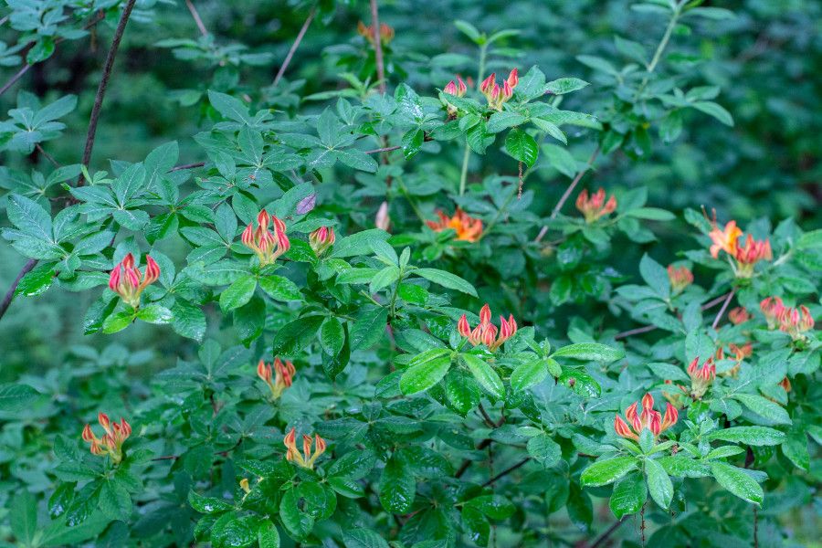 Orange flowers on a bush at Mt. Cuba Center in Delaware.