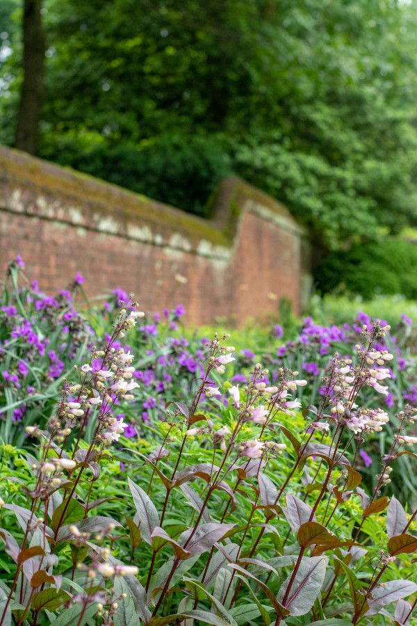 Flowers line a moss covered brick wall at Mt. Cuba Center in Delaware.