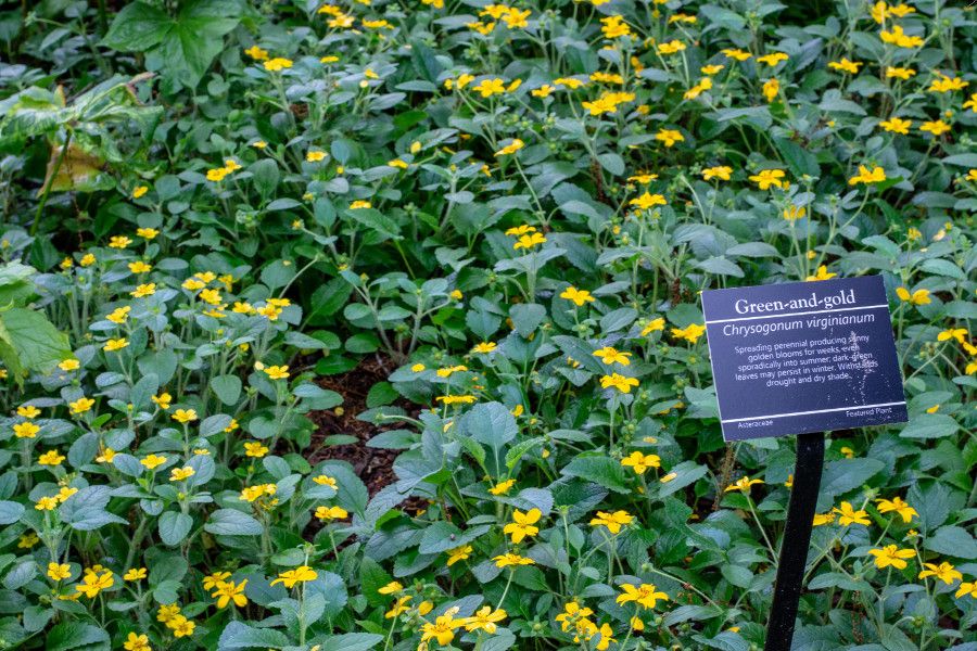 Green-and-Gold flowers at Mt. Cuba Center in Delaware.