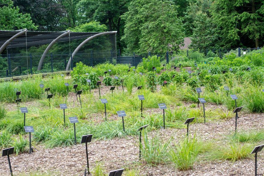 Inside the Trial Garden at Mt. Cuba Center in Delaware.