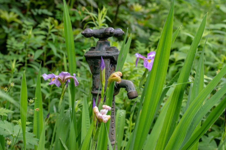 Iris flowers and a water spicket at Mt. Cuba Center in Delaware.