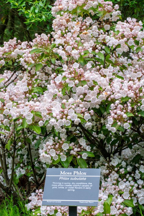 Moss Phlox at Mt. Cuba Center in Delaware.