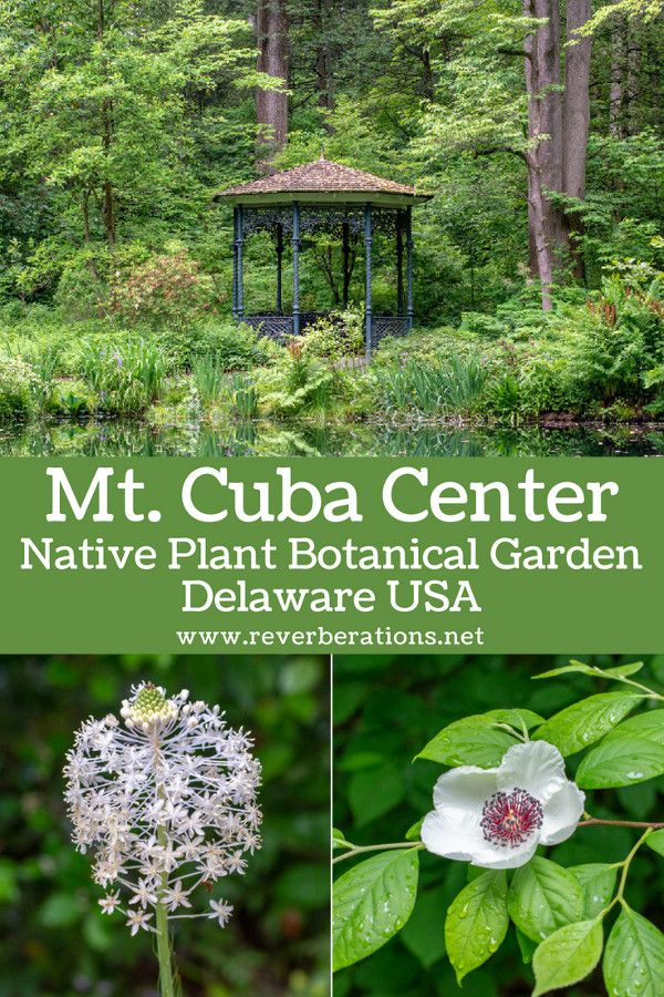 Hidden in suburban Delaware, Mt. Cuba Center is a beautiful garden full of native plants. A guide to visiting Mt. Cuba Center in Hockessin, Delaware. #delaware #visitwilm #garden #travel