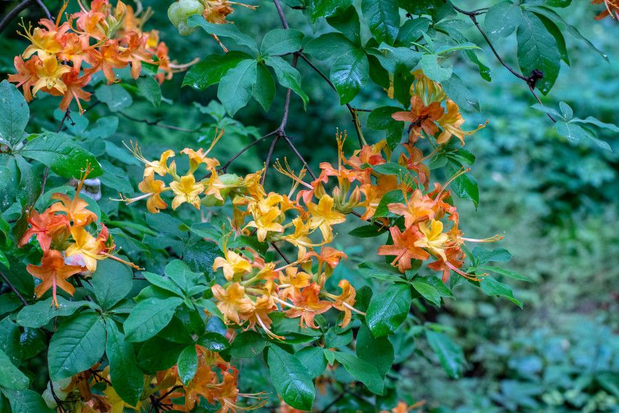 Orange honeysuckle at Mt. Cuba Center in Delaware.