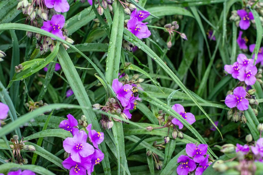 A bee on purple Spiderwort at Mt. Cuba Center in Delaware.