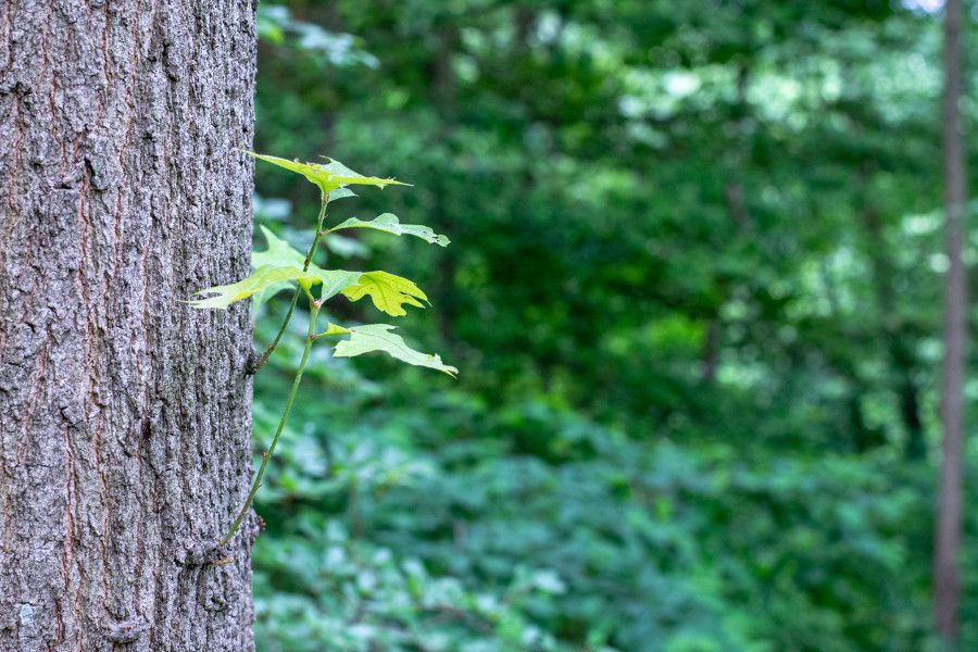 A tree offshoot at Mt. Cuba Center in Delaware.