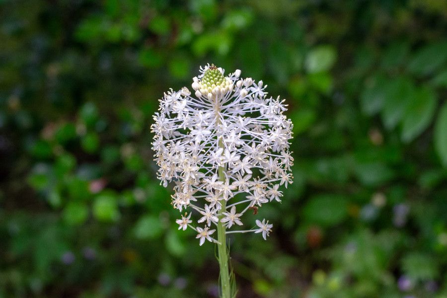 Close up of a white ball flower at Mt. Cuba Center in Delaware.