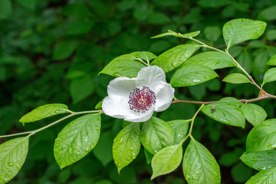 A camellia flower at Mt. Cuba Center in Delaware.