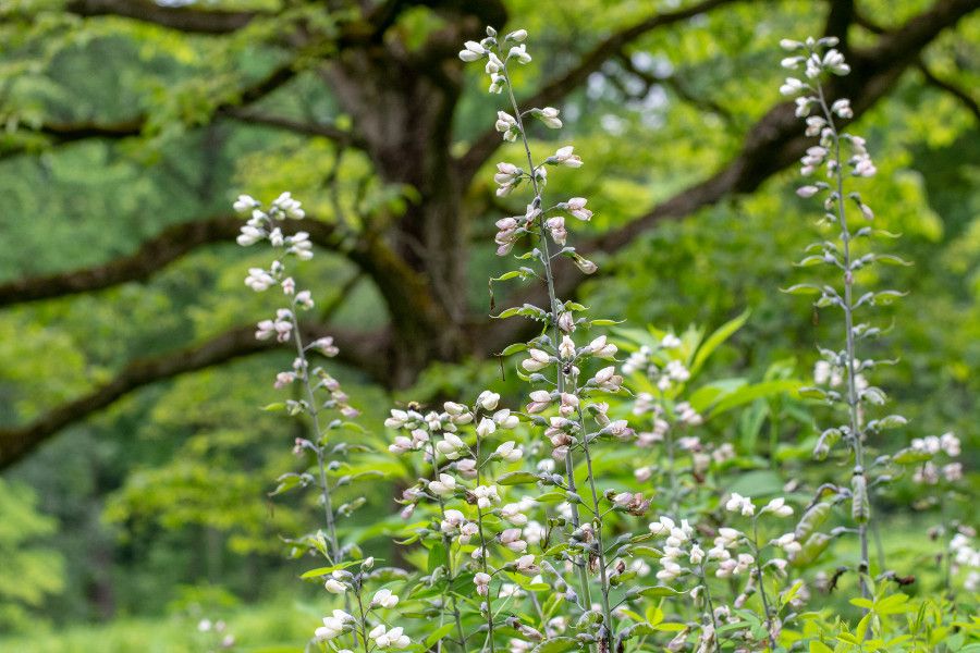 Close up of white flowers in the field at Mt. Cuba Center in Delaware.