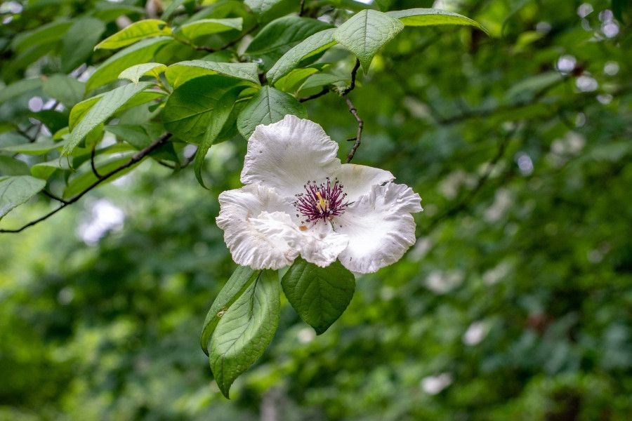 Wilting camellia flower at Mt. Cuba Center in Delaware.