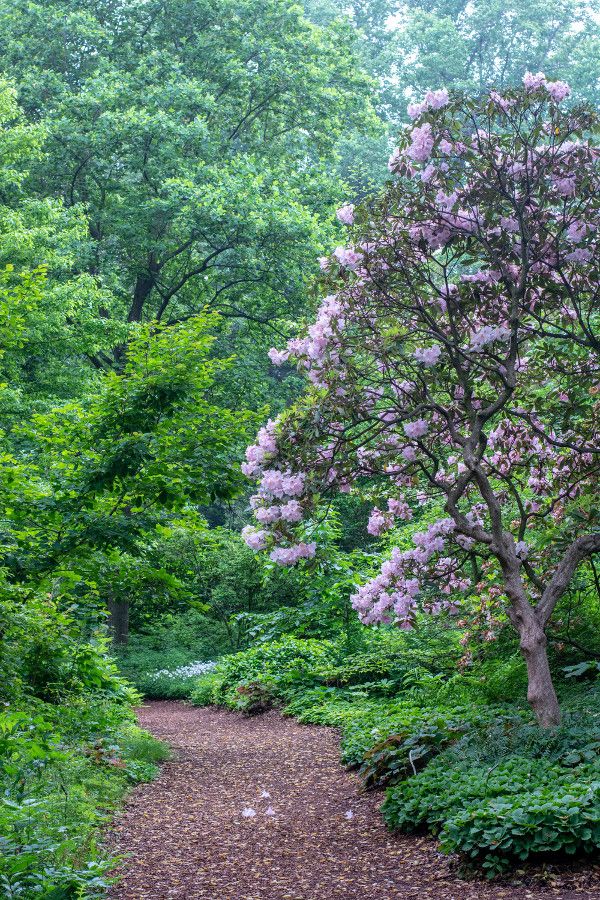 A wooded path at Mt. Cuba Center in Delaware.