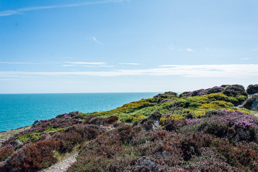 Flowers and shrubs cover the landscape along the Howth cliff walk.