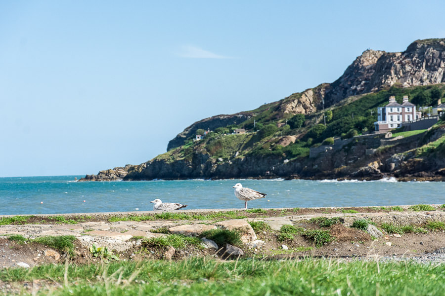 Two seagulls relax at Balscadden Bay Beach.