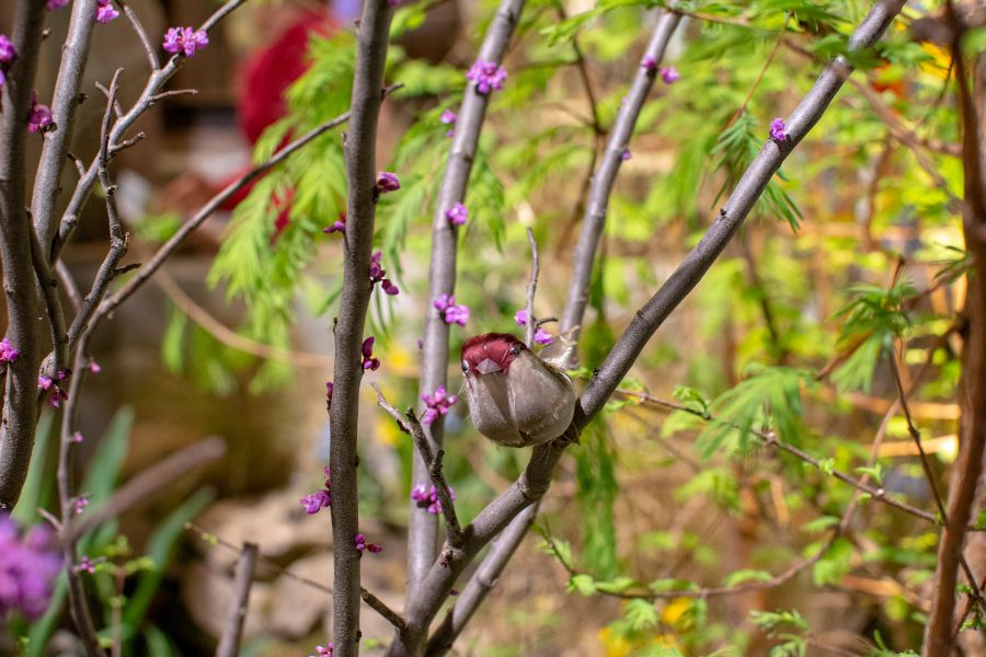 An ornamental bird sits on a tree about to bloom.