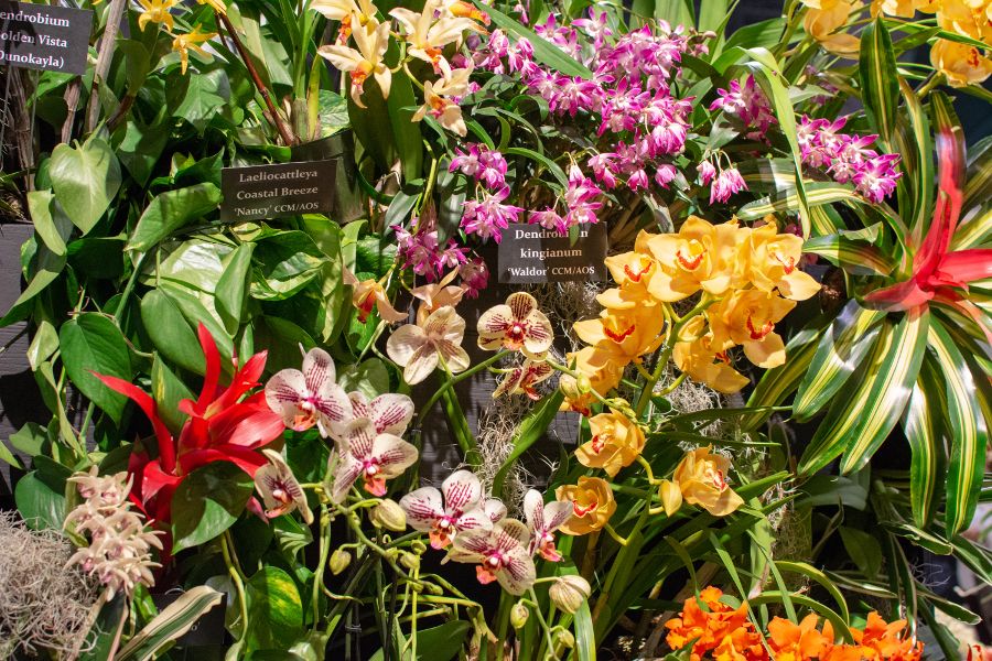 A colorful collection of flowers, including orchids, at the Flower Show.