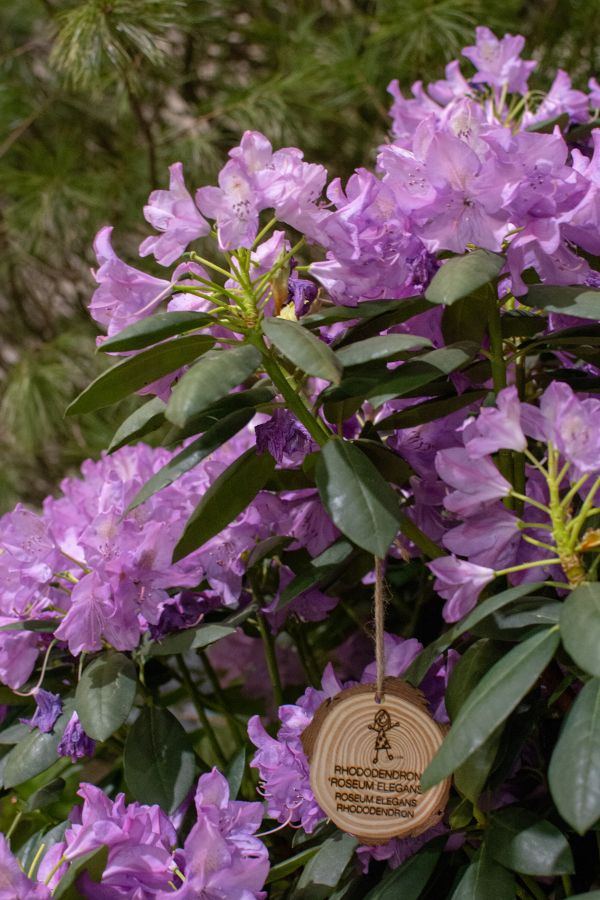 Rhododendron on display at the Flower Show.