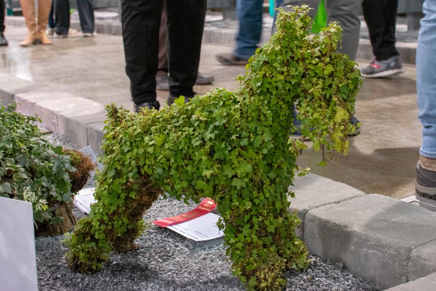 An award-winning schnauzer topiary at the Flower Show.