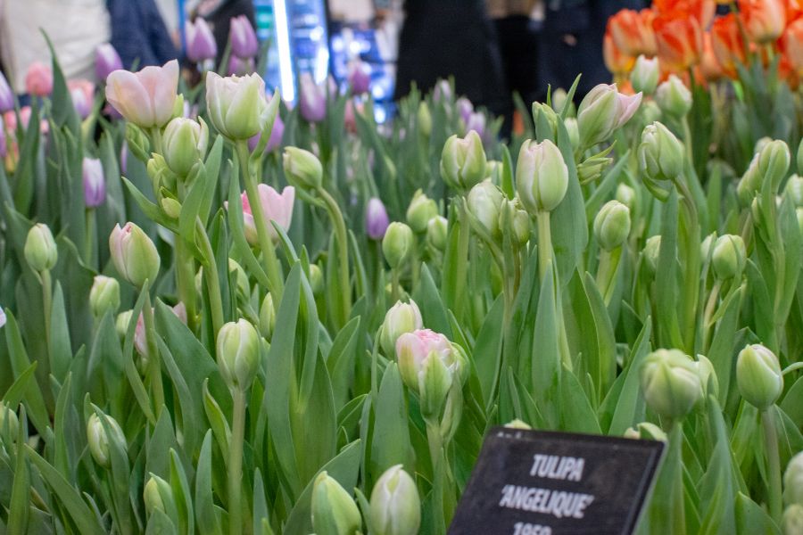 Angelique tulips at the Philadelphia Flower Show.