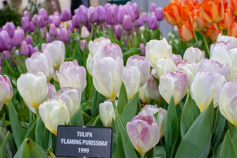 Flaming Purissima tulips.