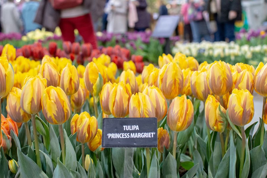 Yellow Princess Margriet tulips.