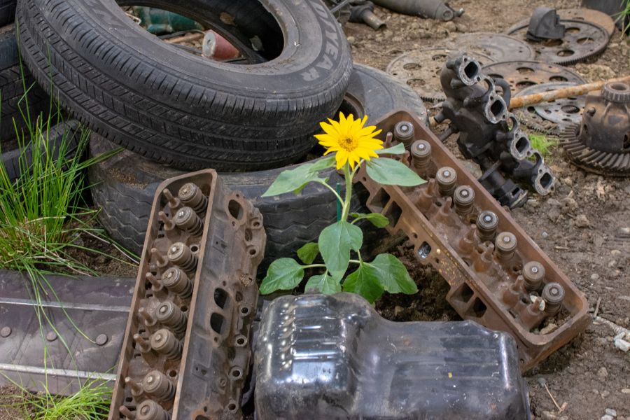 Williamson Trade School's Flower Show exhibit details how plants can clean soil.