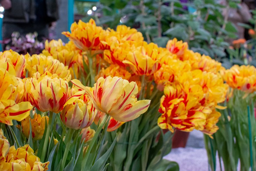 Vivid yellow tulips in competition at the Flower Show.