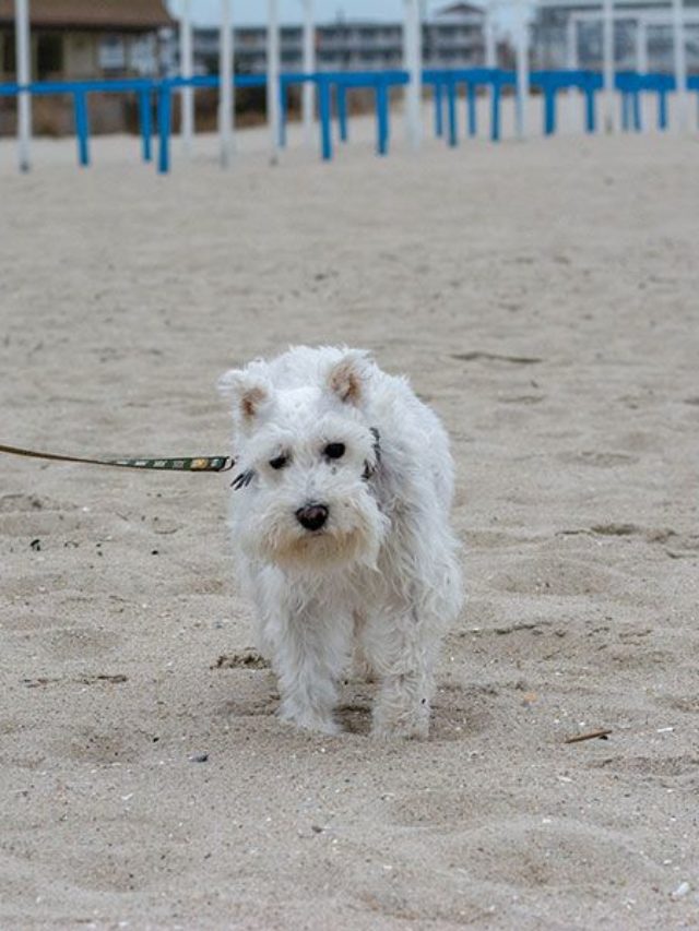 White mini schnauzer walking on the beach in Cape May. The beaches are the best part of a Cape May dog-friendly vacation.