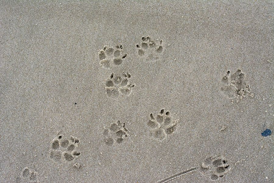 Dog paw prints on the Cape May beach.