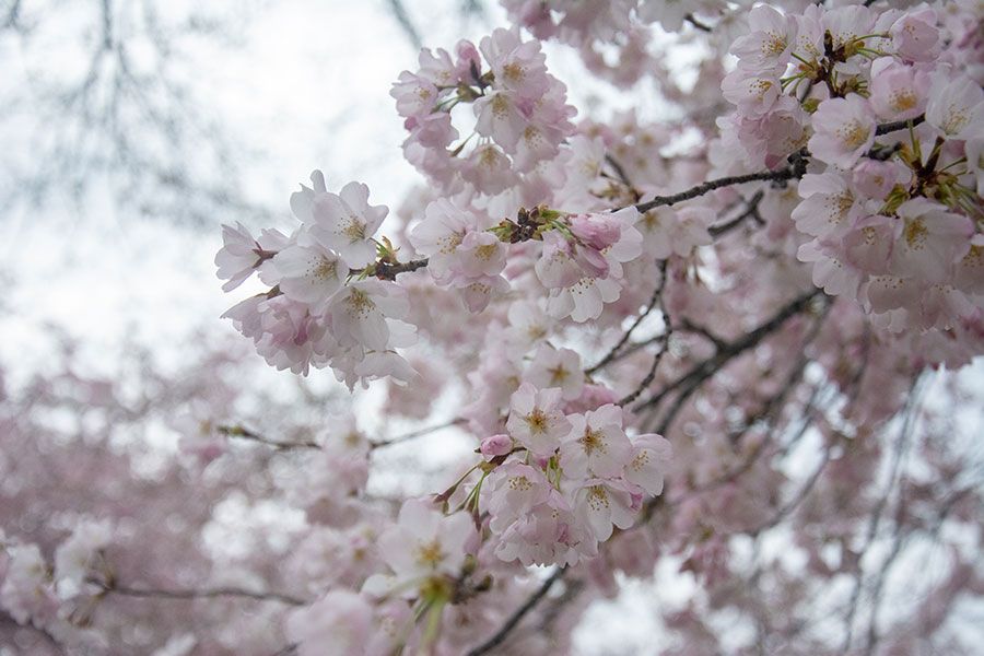 A close up of Washington DC cherry blossoms.